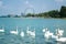 Swan flock on the Balaton lake in Siofok with Ferris wheel in th
