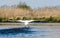 Swan flying over Narew River National Park, Poland