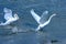 Swan flying white lake bay lacuna Clonakilty Ireland Atlantic blue water