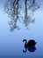 Swan in Fog