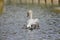 A Swan followed by her signets swimming.