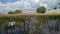 Swan on a forest swamp lake Khmelnytskyi Ukraine 5