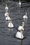 Swan formation
