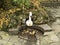 The Swan fountain in the Catherine Park of Pushkin