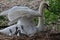 Swan with four chicks