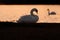 Swan Gazing at Another Swan on Lake at Twilight