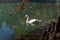 Swan gliding along the Lake in Parco di Monza