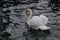 Swan Gliding in Lake Geneva