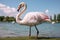 A swan gliding on a peaceful, sunlit summer lake