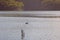 Swan Gliding Peacefully On A Lake