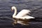 Swan Gliding through the Water