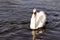 Swan Gliding through the Water