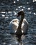 Swan On Glinting Water