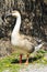 Swan goose