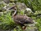 Swan Goose, Anser cygnoides, a large goose looking for food in the grass