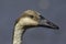 Swan goose head in close up against clean plain background.