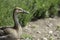 Swan goose. Rare wild goose in profile with copy space.