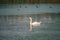 Swan gracefully gliding through a tranquil pond, surrounded by a flock of ducks.