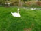 Swan in Grass beside Lake