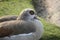 A swan in gray sunbathing in the meadow.