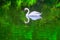 Swan in green water
