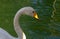 swan on green water in sunny day  swans on pond  nature series