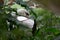 Swan grooming itself in the bushes