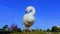 A swan grooms itself on the grass near a lake