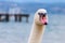 A swan, head and neck viewed from the front with a lake and wharf in the blurred background