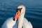 Swan headshot closeup Denmark at summer season