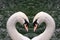 Swan heart