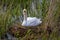 A Swan Incubating Eggs on a Nest in Springtime