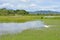 Swan in Italian Wetland