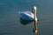 Swan and its reflection
