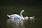 Swan and its Young at St James\'s Park