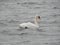 Swan on the Kalmarsund in Sweden