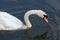 Swan on the Kennet and Avon Canal