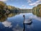 Swan in Krume lanke Lake , Berlin , Germany