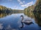 Swan in Krume lanke Lake , Berlin , Germany