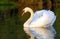 Swan in lake