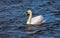 Swan in lake