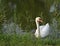 Swan in the lake