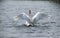 Swan on a lake