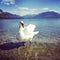 Swan in the LAke of Annecy