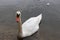 Swan in a lake in Austrian halstatt