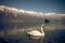 A swan in lake brienz in Switzerland