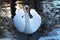 Swan in lake at dusk