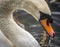 Swan on Lake feeding on vegetation,,Hampshire,England