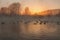 Swan lake fog winter sunset