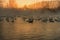 Swan lake fog winter sunset